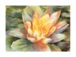 Waterlily, 1993 Mira M.  White