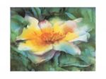 Wild Rose, 1994 Mira M.  White