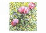 Poppies, 2000 Marlies  Merk Najaka