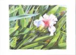 Iris, 2000 Marlies  Merk Najaka