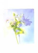 Lily, 1993 Marlies  Merk Najaka
