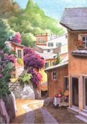 Buganvillea Sandro  Guidi