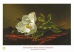 Magnolia Grandiflora Martin  Heade Johnson