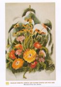Zinnias and Daisies (Youth and Old Age) Charles  Demuth