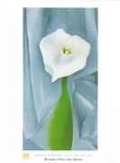 Calla Lily on Grey Georgia  O'Keeffe