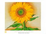 A Sunflower from Maggie Georgia  O'Keeffe