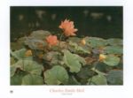 The Lotus Charles Emile  Heil