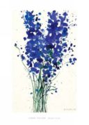 Delphinium Oskar  Koller