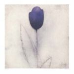 Tulip Series 21 Scott  Olson