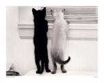 Nosey Sharon  Beals
