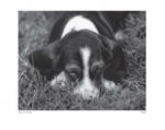Sniff Sharon  Beals