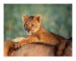 Lion Cub Manoj  Shah