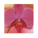 Pink Orchid Ella  Doran