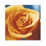 Rose Ella  Doran