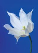 Tulip No. 1 Masao  Ota