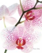 Orchid Fleur  Olby