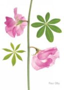 Sweet Pea & Lupin Leaves Fleur  Olby