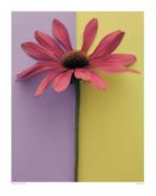 Echinacea Deborah  Schenck