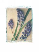 Grape Hyacinth Deborah  Schenck