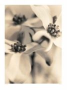Dogwood, 1996 Sandi  Fellman