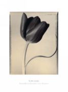 Tulip, 1998 Tom  Baril