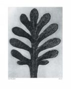 Yarrow Karl  Blossfeldt