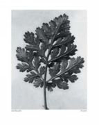 Faverfew Karl  Blossfeldt