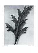 Canadian Verveine Karl  Blossfeldt