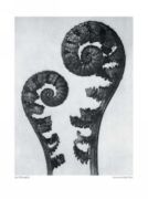 Common Male Fern Karl  Blossfeldt