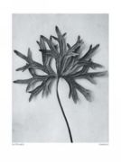 Monkshood Karl  Blossfeldt