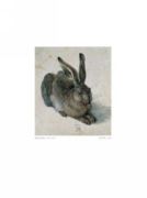 The Hare Albrecht  Durer