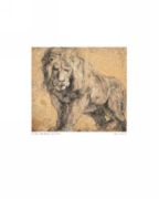 Lion Peter Paul  Rubens