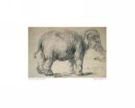 Study of an Elephant   Rembrandt van Rijn