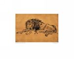 A Lion Lying Down   Rembrandt van Rijn