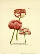 Untitled   Florals & Plants