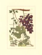 Untitled   Fruits