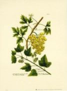 Untitled   Fruits