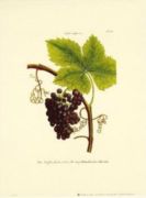 Untitled   Fruits
