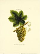Untitled   Fruits