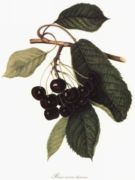 Untitled   Fruits