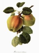 Untitled   Fruits