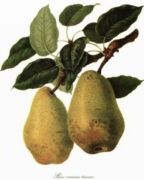 Untitled   Fruits