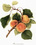 Untitled   Fruits