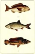 Untitled   Animals & Birds
