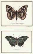 Untitled   Animals & Birds