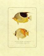 Untitled   Animals & Birds