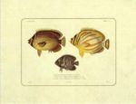 Untitled   Animals & Birds