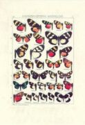 Untitled   Animals & Birds