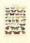 Untitled   Animals & Birds