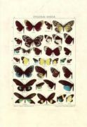 Untitled   Animals & Birds